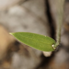 Eriochilus dilatatus