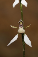 Eriochilus dilatatus