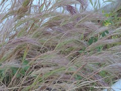 Bromus rubens