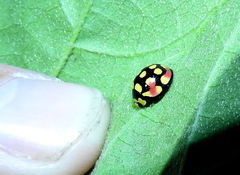 Cheilomenes sulphurea