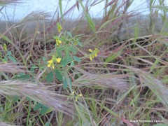Melilotus indicus