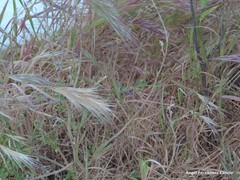 Bromus rubens