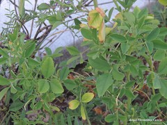 Melilotus indicus