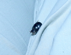 Onthophagini