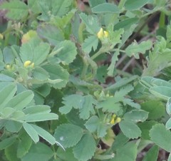 Medicago laciniata