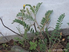 Astragalus hamosus