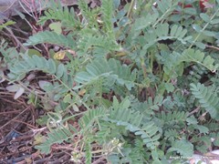 Astragalus hamosus