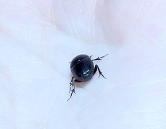 Onthophagini