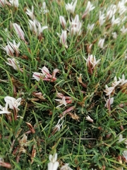 Astragalus balearicus