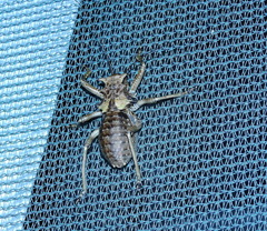 Enyaliopsis