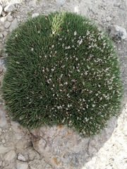 Astragalus balearicus