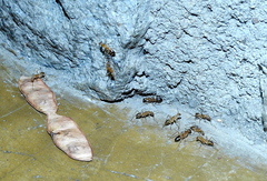 Camponotus maculatus