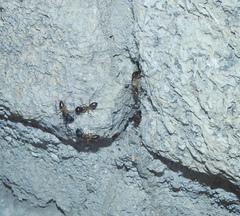 Camponotus maculatus