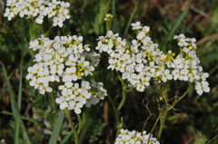 Bornmuellera tymphaea
