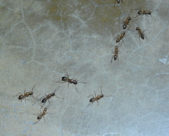 Camponotus maculatus
