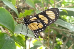 Methona themisto