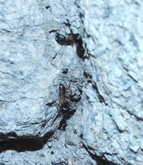 Camponotus maculatus