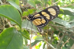 Methona themisto
