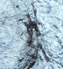 Camponotus maculatus