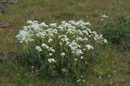 Bornmuellera tymphaea
