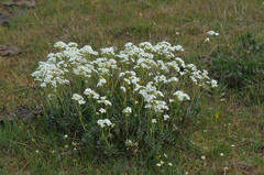 Bornmuellera tymphaea