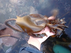 Laminaria hyperborea
