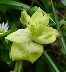Peronospora alsinearum