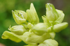 Peronospora alsinearum