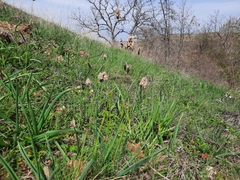Alopecurus vaginatus