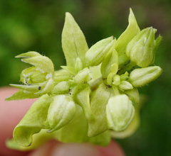 Peronospora alsinearum