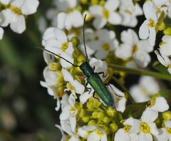 Phytoecia caerulea