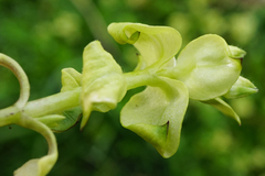 Peronospora alsinearum