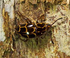 Episcaphula tamburinea