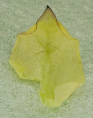 Peronospora alsinearum