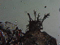 Peronospora alsinearum