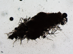 Peronospora alsinearum