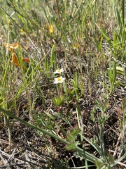 Leptosiphon jepsonii