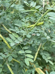 Indigofera lupatana