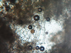 Peronospora alsinearum