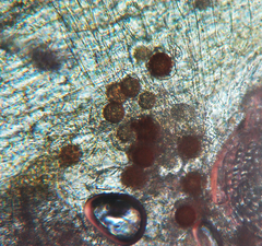 Peronospora alsinearum