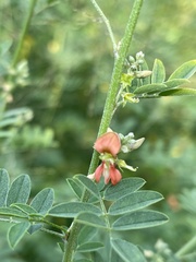 Indigofera lupatana