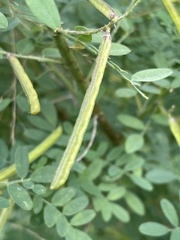 Indigofera lupatana