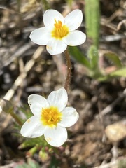 Leptosiphon jepsonii