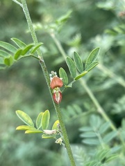 Indigofera lupatana