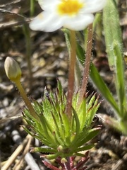 Leptosiphon jepsonii