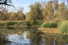 Aechmophorus occidentalis