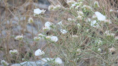 Convolvulus virgatus