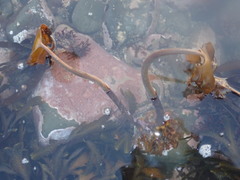 Laminaria hyperborea