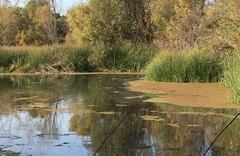 Aechmophorus occidentalis