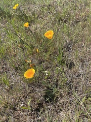 Leptosiphon jepsonii